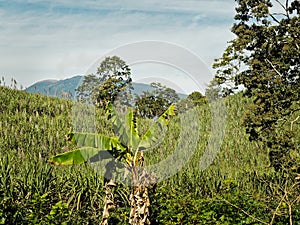 Costa Rica landscape with the sugar cane plantation. Green field, blue sky in the Central or South America