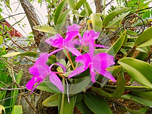 Costa rica national flower