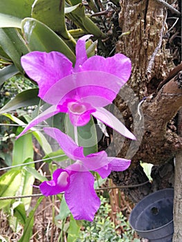 Costa rica national flower