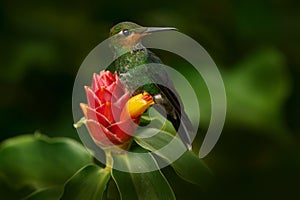 Costa Rica nature. Green-crowned Brilliant, Heliodoxa jacula, beautiful bloom. Heliconia red flower with green hummingbird, La Paz