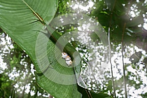 Costa Rica nature. Honduran white bat, Ectophylla alba, cute white fur coat bats hidden in the green leaves, Braulio Carrillo NP photo