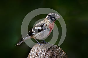 Costa Rica nature. Rose-breasted grosbeak, Pheucticus ludovicianus sitting on the orange and green mossy branch. Wildlife in Costa