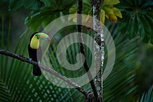 Costa Rica nature, tucan on tree branch. Keel-billed Toucan, Ramphastos sulfuratus, bird with big bill, sitting on the branch in