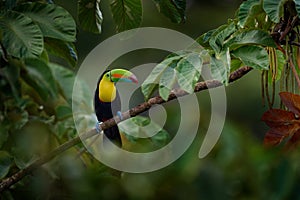 Costa Rica nature, tucan on tree branch. Keel-billed Toucan, Ramphastos sulfuratus, bird with big bill, sitting on the branch in