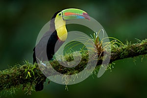 Costa Rica nature, tucan on tree branch. Keel-billed Toucan, Ramphastos sulfuratus, bird with big bill, sitting on the branch in