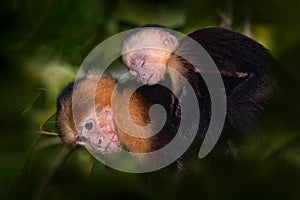 Costa Rica nature. White-headed Capuchin, black monkey sitting and st. photo