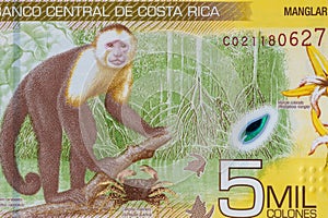 Costa Rica, New 5000 colon banknote, close-up, back of money with a capuchin monkey