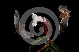 Costa Rica night nature. Orange nectar bat, Lonchophylla robusta, flying bat in dark night. Nocturnal animal in flight with white