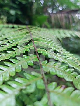 green leave photo