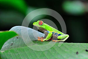 Ojo un árbol rana 