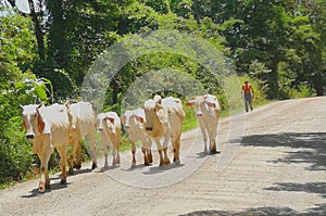 Costa Rica rural area Guanacaste