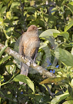 Costa Rica`s national bird, gray-brown thrush