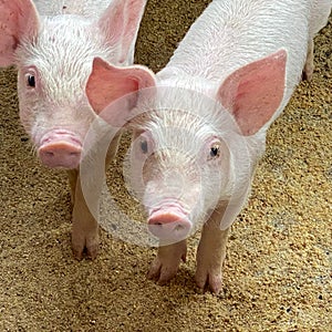 Two cutest piglets growing fat in the farm in Costa Rica photo