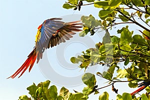 Costa Rica, scarlet macaw, Ara macao or Arakanga