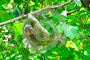 Costa Rica Sloth photo