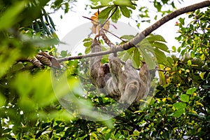 Costa Rica, Sloth photo