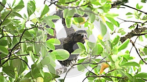 Costa Rica Sloth in Rainforest, Climbing a Tree, Brown Throated Three Toed Sloth (bradypus variegatu