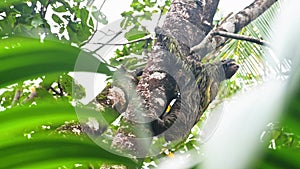 Costa Rica Sloth in Rainforest, Climbing a Tree, Brown Throated Three Toed Sloth (bradypus variegatu