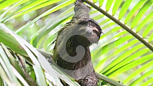 Costa Rica Sloth in Rainforest, Climbing a Tree, Brown Throated Three Toed Sloth (bradypus variegatu