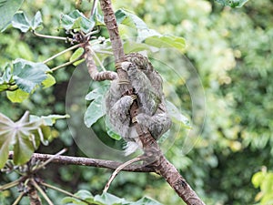 Costa Rica Sloth In A Tree