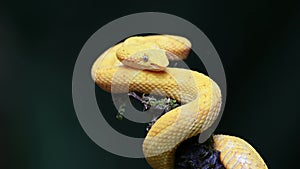 Costa Rica Snake, Wildlife of Eyelash Viper Snake (bothriechis schlegelii), Dangerous Rainforest Ani