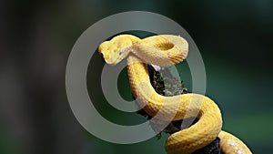 Costa Rica Snake, Wildlife of Eyelash Viper Snake (bothriechis schlegelii), Dangerous Rainforest Ani