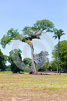 Costa Rica, tree of Central America called Ceiba