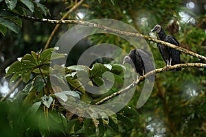 Costa Rica Tropic wildlife. Vulture sitting on the tree in Costa Rica tropic forest. Ugly black bird Black Vulture, Coragyps