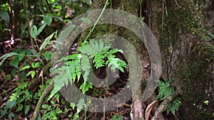 Costa Rica Tropical Rainforest Jungle Detail, Cinematic Close Up of Trees and Large Twisted Tree Roo