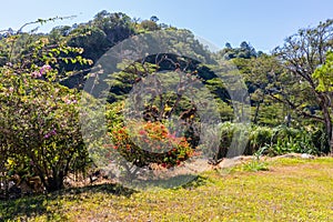 Costa Rica tropical vegetation and colorful flowers