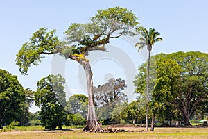 Costa Rica, typical tree of Central America called Ceiba