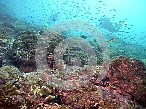 Costa Rica Vibrant Reef Life