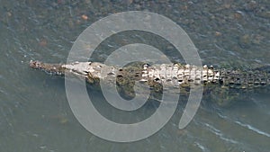 Costa Rica Wildlife Aerial Drone View of One American Crocodile (crocodylus acutus) in the Water of