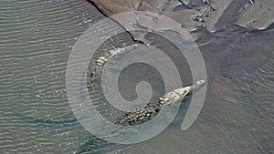 Costa Rica Wildlife Aerial Drone View of Two American Crocodiles (crocodylus acutus) in the Water of
