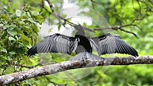 Costa Rica Wildlife, Anhinga Bird (Anhinga Anhinga) in Rainforest, Drying its Wings and Sitting Perc