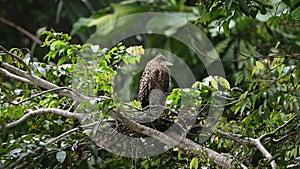 Costa Rica Wildlife Bare Throated Tiger Heron (tigrisoma mexicanum) Fishing in a River Catching Fish