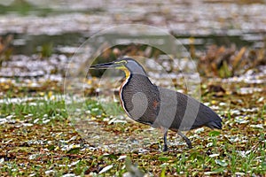 Costa Rica wildlife. Bare-throated Tiger-Heron, Tigrisoma mexicanum, in nature green vegetation. Water bird from tropical jungle