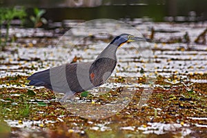 Costa Rica wildlife. Bare-throated Tiger-Heron, Tigrisoma mexicanum, in nature green vegetation. Water bird from tropical jungle