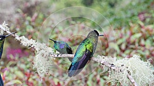 Costa Rica Wildlife and Birds, Lesser Violetear Hummingbird (colibri cyanotus), Bird Flying Landing