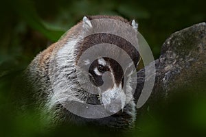 Costa Rica wildlife. Coati in the habitat. White-nosed Coati, Nasua narica, in the nature habitat. Animal from tropical forest.