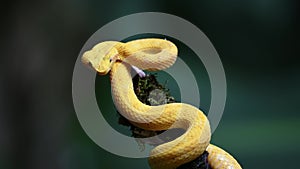 Costa Rica Wildlife, Eyelash Viper Snake (bothriechis schlegelii), Dangerous Rainforest Animals, Cur