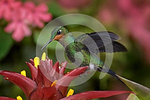 Costa Rica wildlife. Hummingbird in the dark tropic forest. Green-crowned Brilliant, Heliodoxa jacula, beautiful red flower. Bird