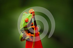 Costa Rica wildlife. Red-eyed Tree Frog, Agalychnis callidryas, animal with big red eyes, in the nature habitat, Costa Rica.