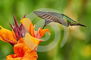 Costa Rica wildlife. Talamanca hummingbird, Eugenes spectabilis, flying next to beautiful orange flower with green forest in the
