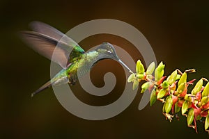 Costa Rica wildlife. Talamanca hummingbird, Eugenes spectabilis, flying next to beautiful orange flower with green forest in the photo