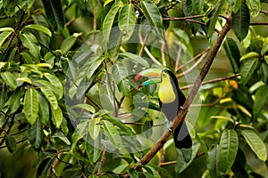 Costa Rica wildlife. Toucan sitting on the branch in the forest, green vegetation. Nature travel holiday in central America. Keel-