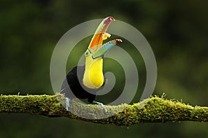 Costa Rica wildlife. Toucan sitting on the branch in the forest, green vegetation. Nature travel holiday in central America. Keel-