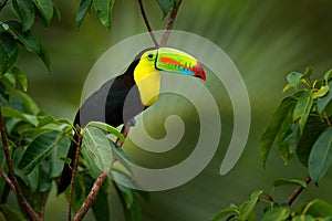 Costa Rica wildlife. Toucan sitting on the branch in the forest, green vegetation. Nature travel holiday in central America. Keel-