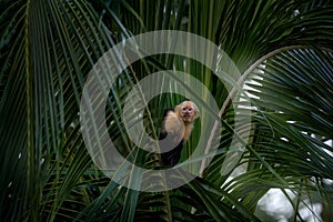 Costa Rica wildlife. White-headed Capuchin, Cebus capucinus, black monkeys sitting on the palm tree branch in the dark tropical