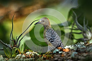 Costa Rica woodpecker. Hoffmann\'s woodpecker in the nature habitat, bird behaviour. Wildlife scene from